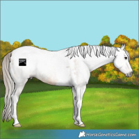 Horse Color:Gray Buckskin Tobiano Appaloosa Rabicano