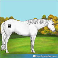 Horse Color:Gray Buckskin Tobiano Appaloosa Rabicano 