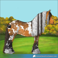 Horse Color:White Spotted Buckskin 