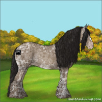 Horse Color:Gray Classic Champagne Ice Rabicano