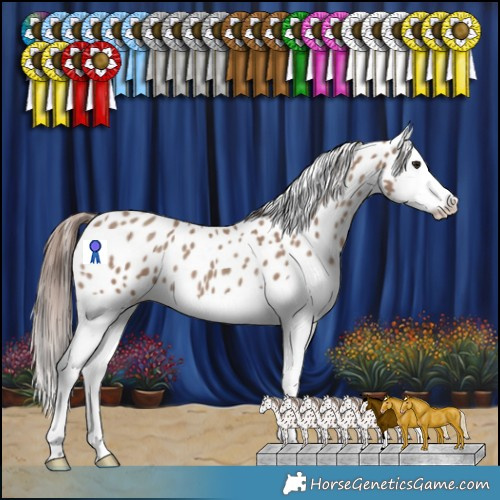 Horse Color:Classic Champagne Splash Appaloosa 