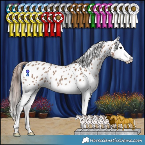 Horse Color:Classic Champagne Splash Appaloosa 