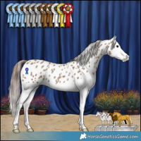 Horse Color:Classic Champagne Splash Appaloosa 