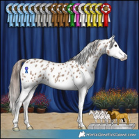 Horse Color:Classic Champagne Splash Appaloosa 