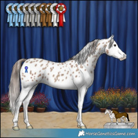 Horse Color:Classic Champagne Splash Appaloosa 