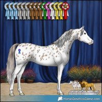 Horse Color:Classic Champagne Splash Appaloosa
