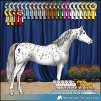 Horse Color:Classic Champagne Splash Appaloosa
