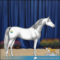 Horse Color:Gray Classic Champagne Roan Splash Appaloosa