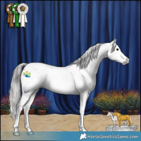 Horse Color:Gray Classic Champagne Roan Splash Appaloosa