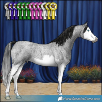 Horse Color:Gray Blue Roan Splash