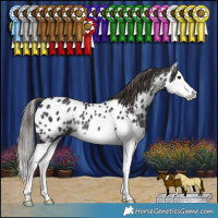 Horse Color:Smoky Black Splash Appaloosa Rabicano