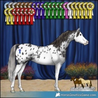 Horse Color:Smoky Black Splash Appaloosa Rabicano
