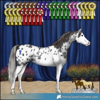 Horse Color:Smoky Black Splash Appaloosa Rabicano