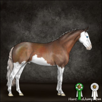 Horse Color:Silver Bay Roan Splash 
