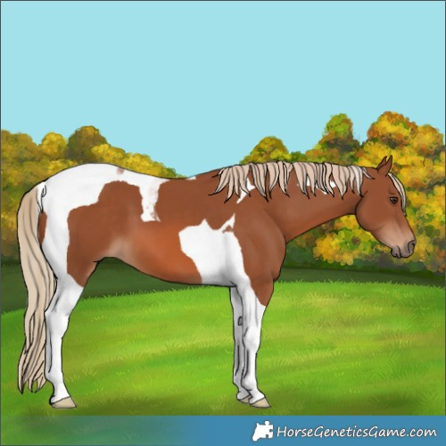Horse Color:Chestnut Tobiano