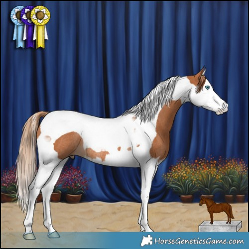 Horse Color:Chestnut Splash Tobiano Rabicano 