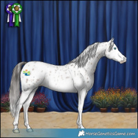 Horse Color:Brown Roan Splash Appaloosa Rabicano 