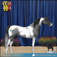 Horse Color:Blue Roan Tobiano Rabicano