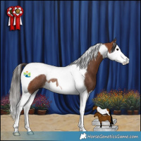 Horse Color:Bay Splash Tobiano Rabicano 