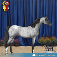 Horse Color:Blue Roan Appaloosa 