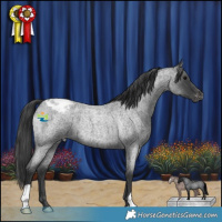 Horse Color:Blue Roan Appaloosa