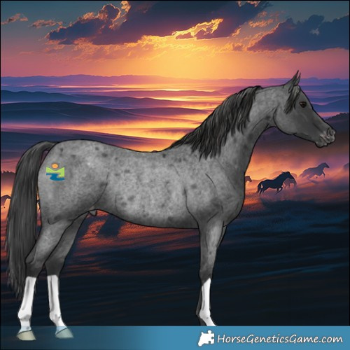 Horse Color:Blue Roan Appaloosa Rabicano 