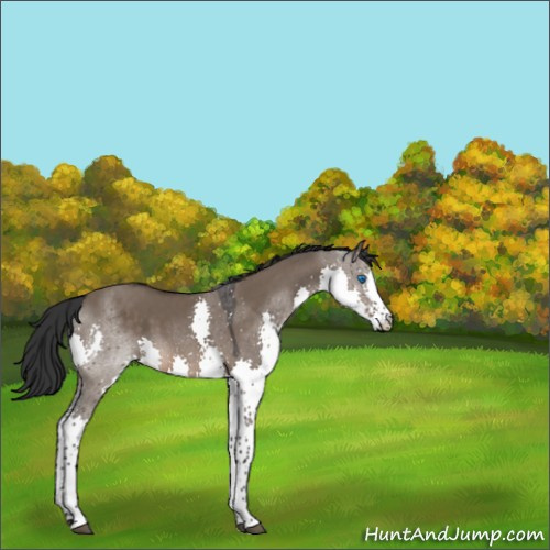 Horse Color:Brown Dun Splash Tobiano 