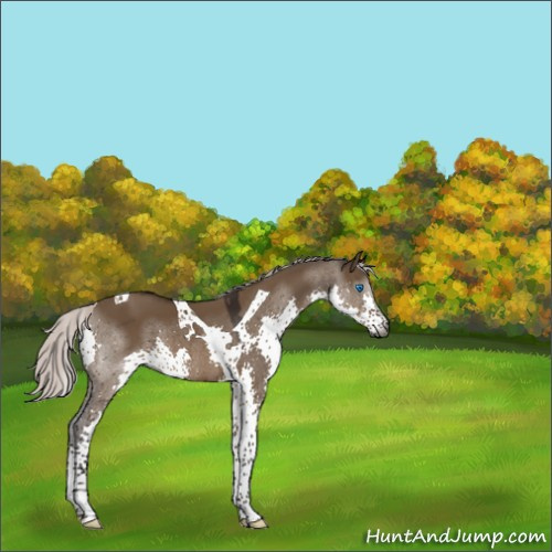 Horse Color:Gray Silver Brown Dun Splash Tobiano 