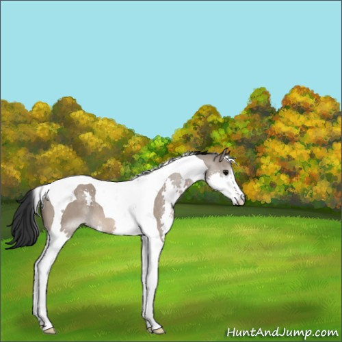 Horse Color:Brown Dun Splash Tobiano 