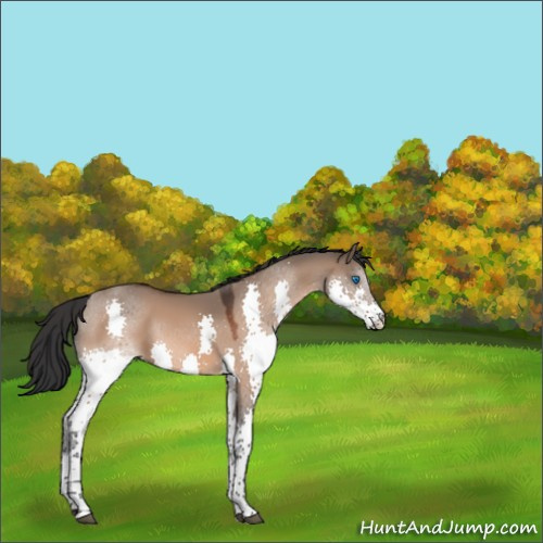 Horse Color:Bay Dun Splash Tobiano 