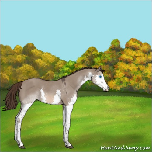 Horse Color:Liver Red Dun Roan Splash 
