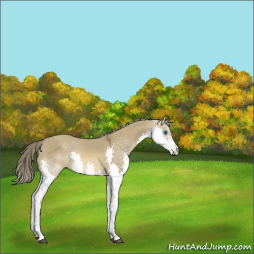 Horse Color:Chocolate Palomino Roan Dun Splash 