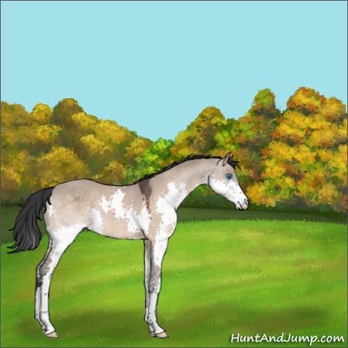 Horse Color:Brown Roan Dun Splash 
