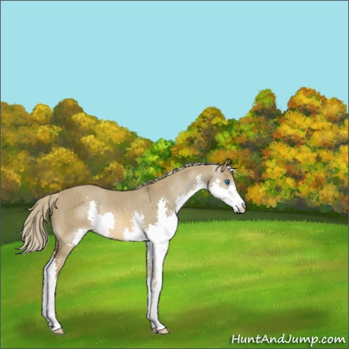 Horse Color:Chocolate Palomino Roan Dun Splash Rabicano 