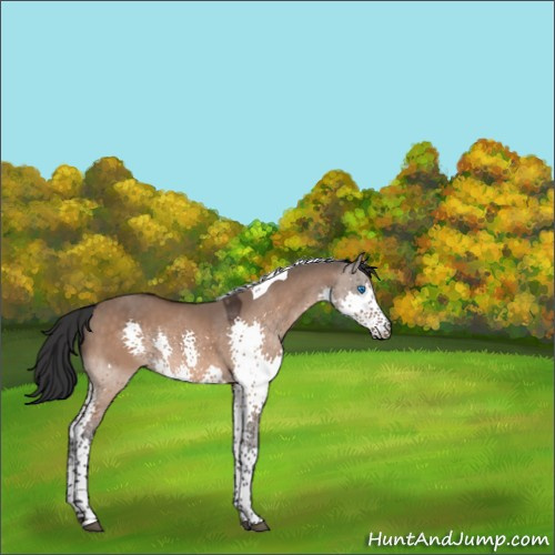 Horse Color:Brown Dun Splash Tobiano Rabicano 