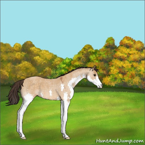 Horse Color:Buckskin Roan Dun Splash 