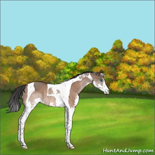 Horse Color:Brown Dun Splash Tobiano Rabicano 