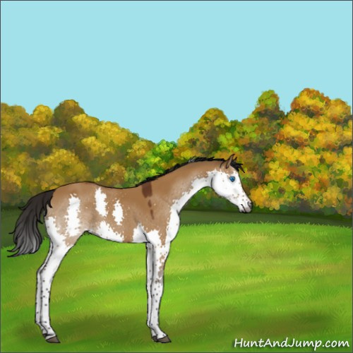 Horse Color:Gray Buckskin Dun Splash Tobiano 