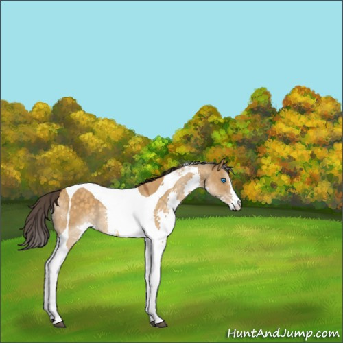 Horse Color:Buckskin Dun Splash Tobiano Rabicano 