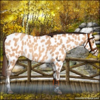 Horse Color:Amber Champagne Leopard 