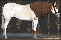Horse Color:Amber Champagne Dun Splash Appaloosa 
