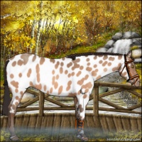 Horse Color:Sable Champagne Near Leopard 