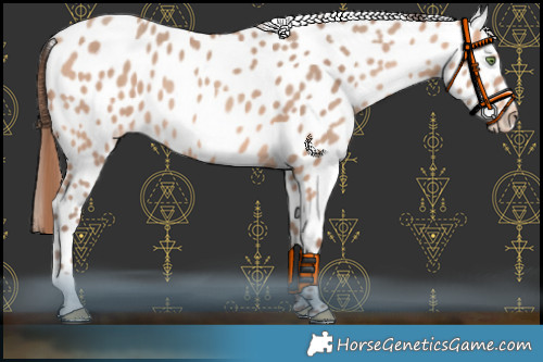 Horse Color:Amber Champagne Appaloosa 