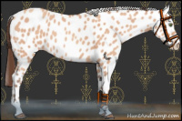 Horse Color:Amber Champagne Appaloosa