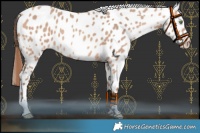 Horse Color:Amber Champagne Appaloosa 