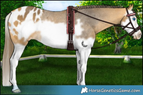 Horse Color:Buckskin Splash Frame Appaloosa Rabicano 