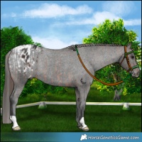 Horse Color:Brown Appaloosa Rabicano  and Black Appaloosa Rabicano 