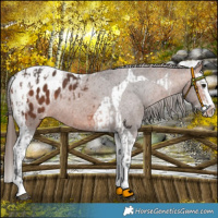 Horse Color:Brown Appaloosa Rabicano  and Bay Splash Tobiano Appaloosa Rabicano 