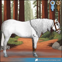 Horse Color:Gray Silver Black Rabicano 