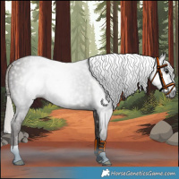 Horse Color:Gray Silver Black Rabicano 